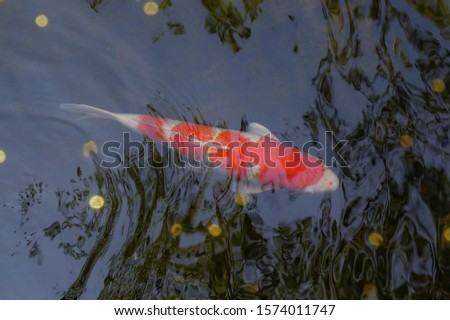 Beautiful koi fish in a clear pool.