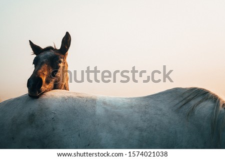 Two horses, black and white horse, animals life, white edit space