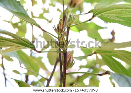 Fresh okra flowers On the growing tree