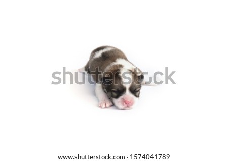 One week old cute pomeranian puppy on white background.                              