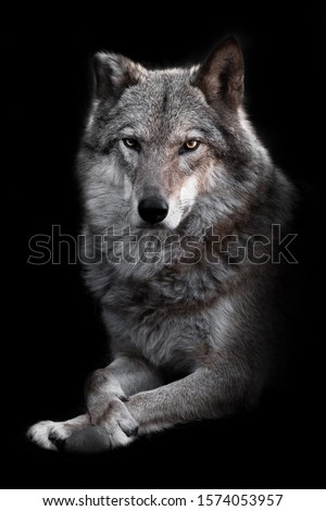 Full face lies. she-wolf female lies beautifully on the ground, imposingly lies. Powerful graceful animal Black background.