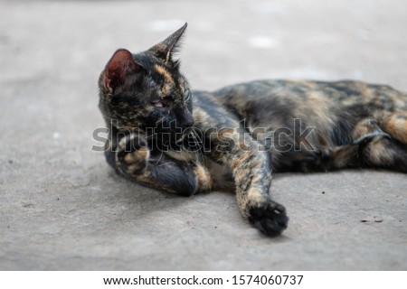 Portrait of black and orange cat, cat cleaning itself, close up Thai cat  