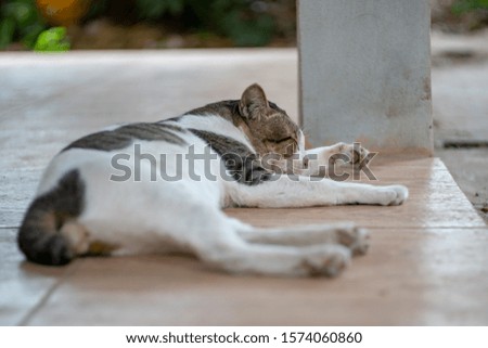 Portrait of white cat and spot, close up Thai cat, close up  cute cat