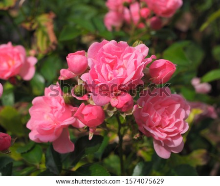 English. Rose. ,pink rose blooming in the garden. with blur green back ground, soft focus