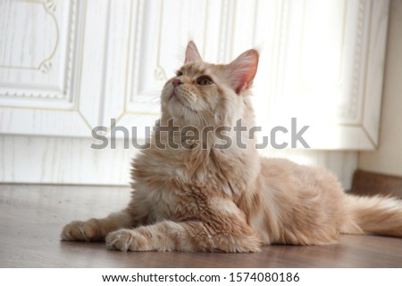 White-red Maine Coon with tassels on the ears (color cream on silver) lies on the wooden floor