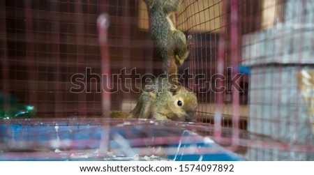 Partial and soft focus images of Philippine Tree Squirrel or Sundasciurus philippinensis in the breeding cage, a species of rodent which is endemic to the Philippines.
