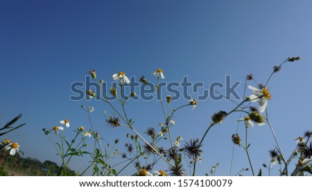 Background image of  white flower grass.