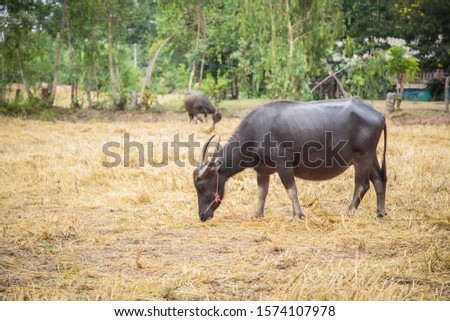 Portrait of buffalo in farm from Thailand.