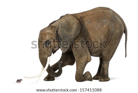 African elephant kneeling in front of a mouse, isolated on white