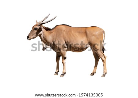 Eland antelope isolated on  white background. Also known as Kanna it is the world's biggest antelope. Royalty-Free Stock Photo #1574135305