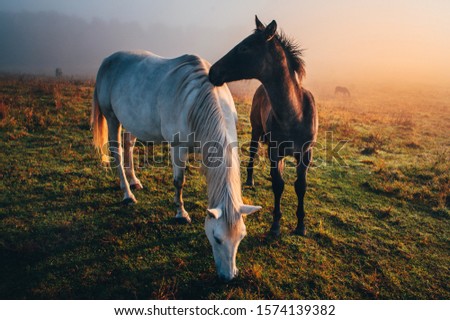 Two horses in love grassing on calm morning autumn meadow