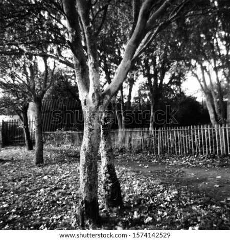 Trees in the park in autumn - This black and white photo is NOT sharp due to camera characteristic. Taken on film with a medium format camera