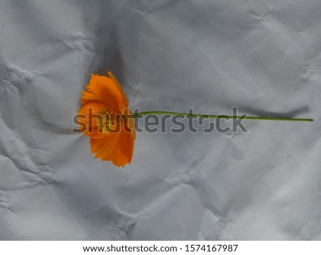 isolated orange flower with white background