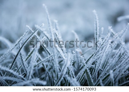 Grass on a frosty winter morning