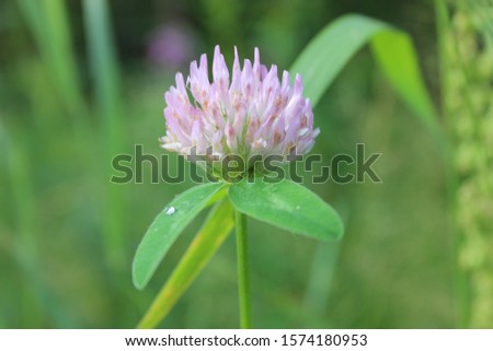 Clover flower close-up with two leaves on a green background.