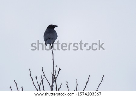 Crow perched on branch on top of bare tree.