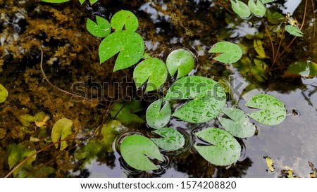 pigmy water lily. lily pad in the pond