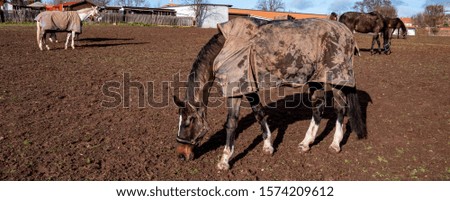 Panorama horse with horse blanket against the cold