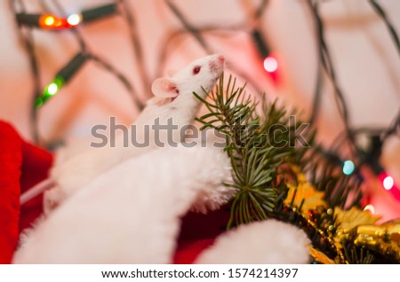 White mouse. symbol of 2020. Garlands, Christmas tree, lanterns. Christmas card. photo on the calendar