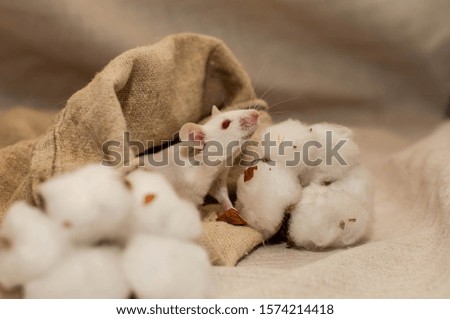white mouse in a canvas bag with cotton