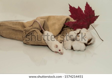 white mouse in a canvas bag with cotton