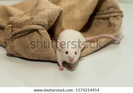 white mouse in a canvas bag on a white background. isolate