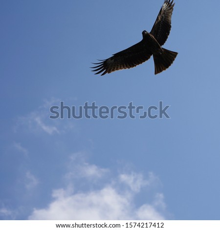 big eagle in flight against the blue sky. wild asian eagle in the sky against white clouds.