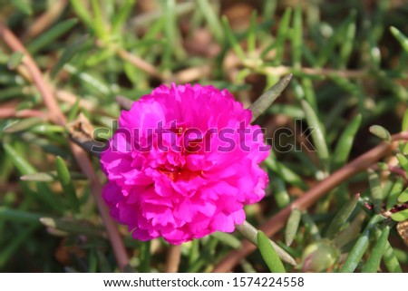 pink flowers that bloom perfectly
