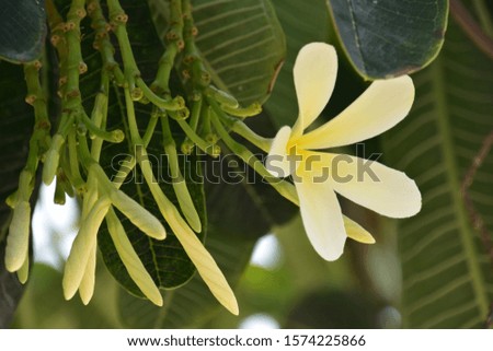 Blossom and buds of white and yellow Frangipani Plumeria with blue sky background in a sunny day. There are green leaves.