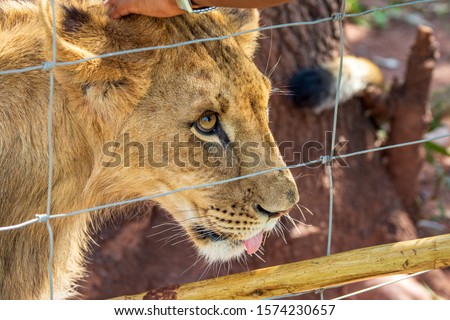 Keeper petting a male junior lion (Panthera leo) kept in captivity for breeding near Cullinan, South Africa Royalty-Free Stock Photo #1574230657