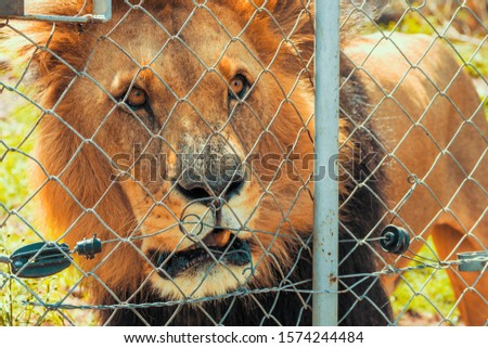 Close-up portrait of a majestic male lion (Panthera leo) kept in captivity for breeding near Cullinan, South Africa Royalty-Free Stock Photo #1574244484