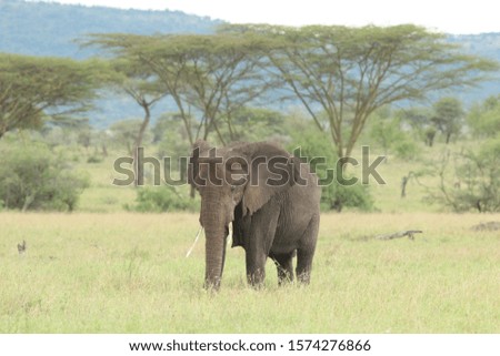 Elephant moving along grazing green grass 