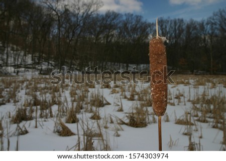 Cattail in winter, with a snowy wetland, dried plants, and blue sky in the background. 