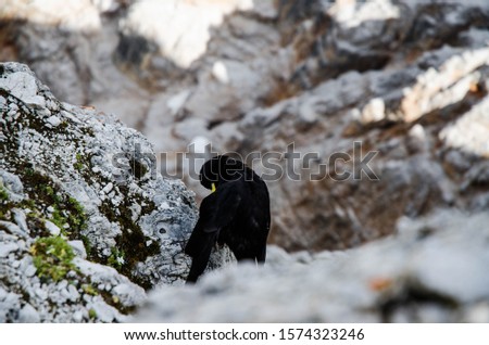 wild blackbird with yellow beak on the paths of the dolomite pass