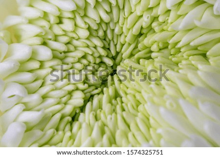 White Chyrsanthemum Flower Head with Green Heart, Shallow Depth of Field