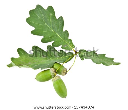 acorns on a white background. picture from series.