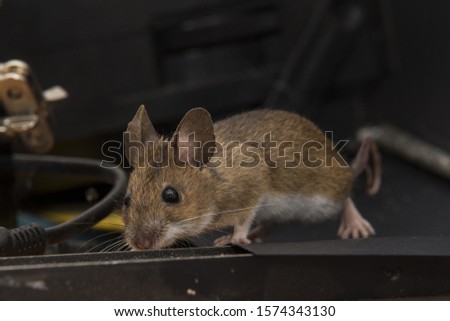 house mouse on a table Royalty-Free Stock Photo #1574343130