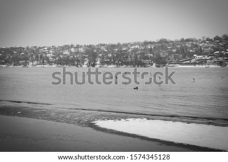 The frozen pigeon on the banks of the Danube river covered with fresh white snow 