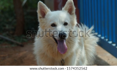 A very beautiful white pet dog picture 