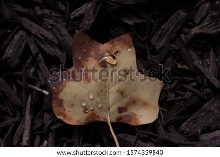 Rain Drop on a leaf