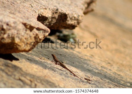 A skink crawling up a rock with a lizard lurking in the background.