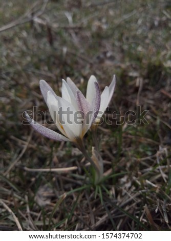 Crocus (Crocus alatavicus), the first spring wild flower growing in the mountains of Zailiysky alatau. Delicate flowers, decoration of local landscapes, insects awakened after winter eat their nectar.