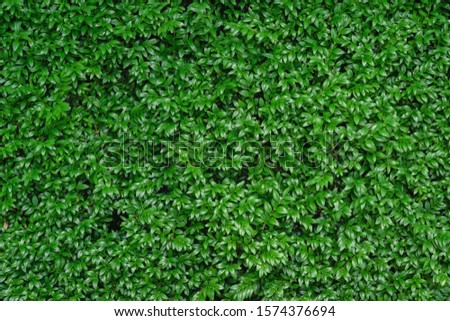 Close-up of bright green foliage boxwood Buxus sempervirens as the perfect natural backdrop for any  theme. Boxwood wall in natural conditions. Selective focus Royalty-Free Stock Photo #1574376694