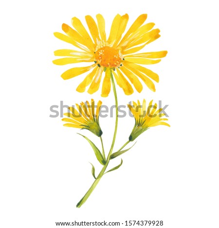 Arnica flowers. Hand drawn watercolor painting. Illustration  on white background.