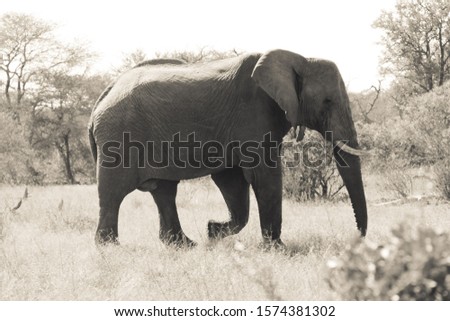 Wild elephants in the African bush