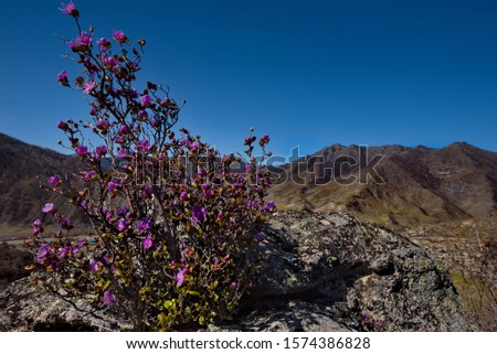 Russia. Mountain Altai. Chuyskiy tract in the period of the flowering of Maralnik (Rhododendron Ledebourii).