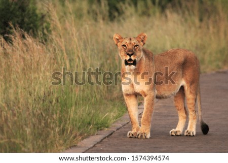 The lioness (Panthera leo) staying on the road in South Africa Safari. Grassland in the background. Lioness up to close.