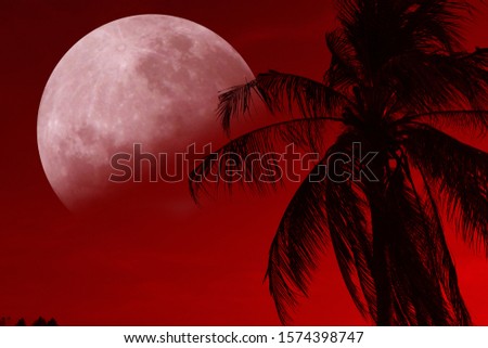 A beautiful picture of the moon looking through a coconut tree.