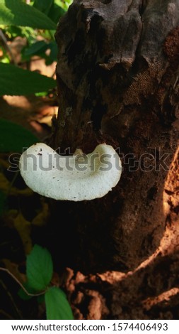 a wild white mushroom on a tree trunk