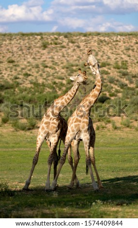 Giraffe (Giraffa giraffa giraffa), Kgalagadi Transfrontier Park, Kalahari desert, South Africa.